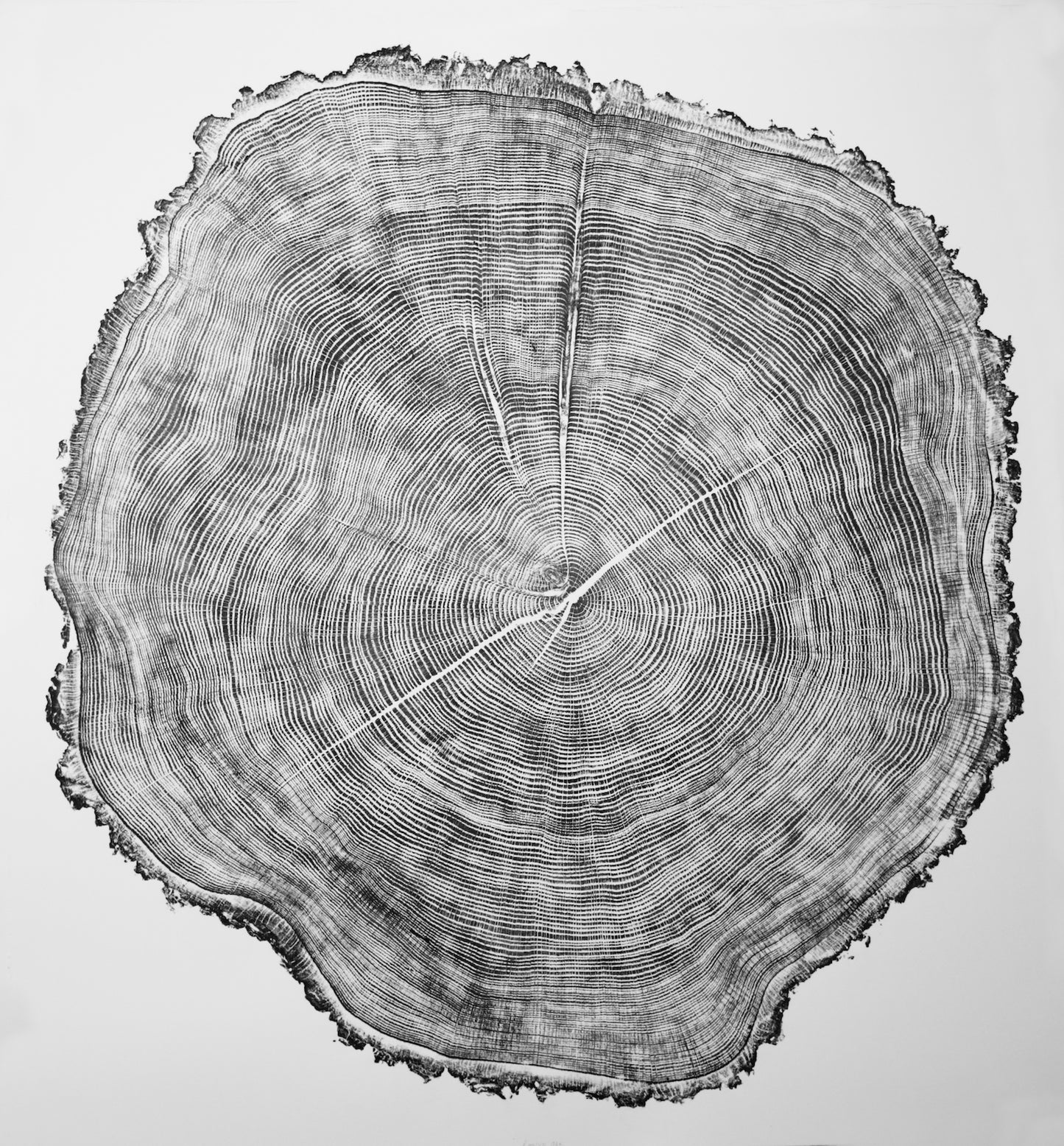 Éowyn Oak