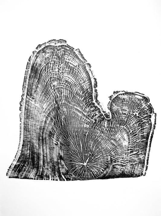 Fagus Knar